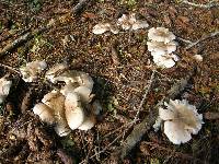 Clitocybe nebularis image