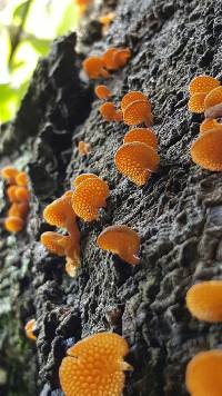 Favolaschia calocera image