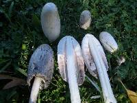 Coprinus comatus image