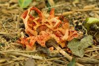 Clathrus ruber image