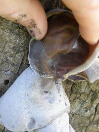 Auricularia cornea image