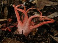 Clathrus archeri image