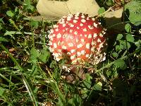 Amanita muscaria image