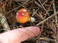 Amanita muscaria image