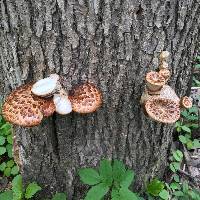 Polyporus squamosus image