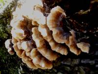 Trametes hirsuta image