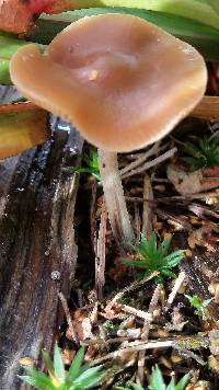 Psilocybe subaeruginosa image