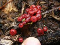 Mycena viscidocruenta image