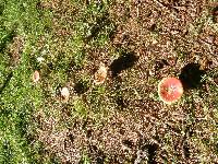 Amanita muscaria image