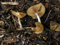 Psilocybe subaeruginosa image