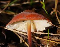 Marasmius elegans image