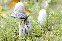 Coprinus comatus image