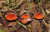 Marasmius elegans image