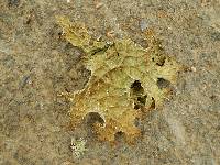 Lobaria pulmonaria image