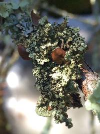 Ahtiana aurescens image
