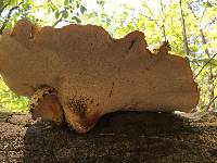 Polyporus squamosus image