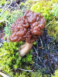 Gyromitra esculenta image