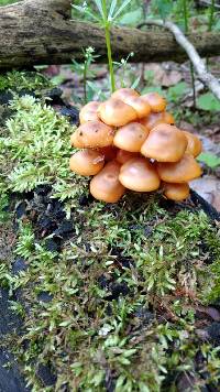 Mycena leaiana image