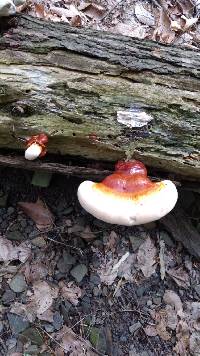 Ganoderma tsugae image