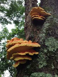 Laetiporus sulphureus image