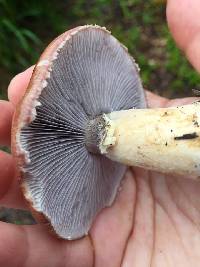 Stropharia rugosoannulata image