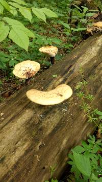 Polyporus squamosus image