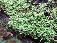 Cladonia coniocraea image