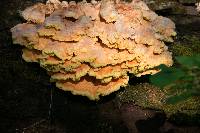 Laetiporus sulphureus image