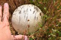 Calvatia booniana image