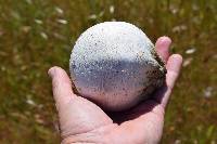 Calvatia booniana image