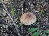 Amanita amerirubescens image