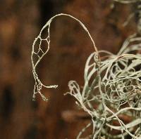 Ramalina menziesii image