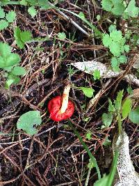 Leratiomyces erythrocephalus image