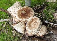 Polyporus squamosus image