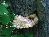 Polyporus squamosus image