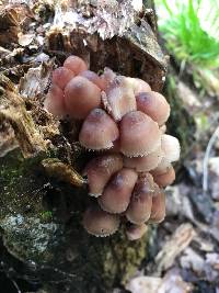 Mycena haematopus image