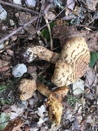 Agaricus augustus image