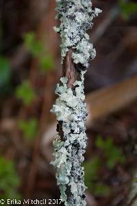 Parmelia sulcata image