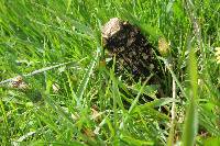 Coprinus comatus image