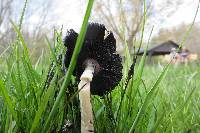 Coprinus comatus image