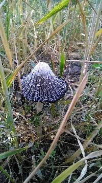 Coprinus comatus image