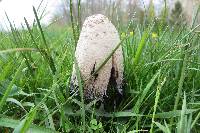 Coprinus comatus image