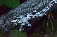 Schizophyllum commune image