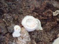 Schizophyllum commune image