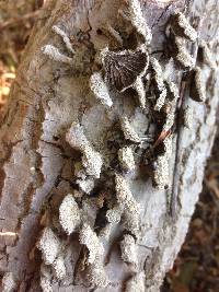 Schizophyllum commune image