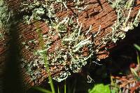 Cladonia coniocraea image