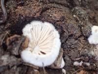 Schizophyllum commune image