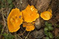 Gymnopilus junonius image