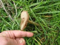 Volvariella gloiocephala image