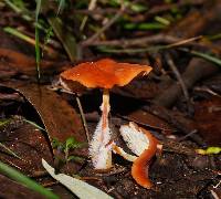 Marasmius elegans image